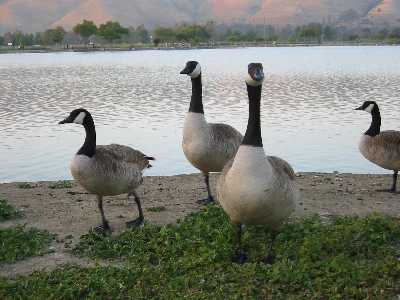 Geese