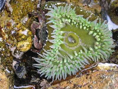 Sea anemone