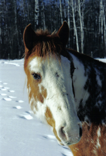 Dee in the snow
