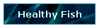 Healthy Fish
