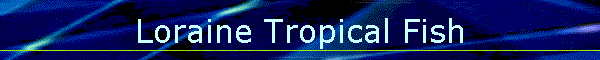 Loraine Tropical Fish