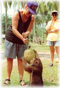 koh samui monkey