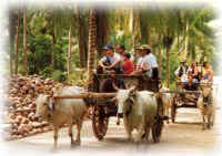ox carts in Koh Samui