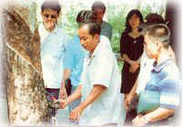 Rubber Tapping in koh samui