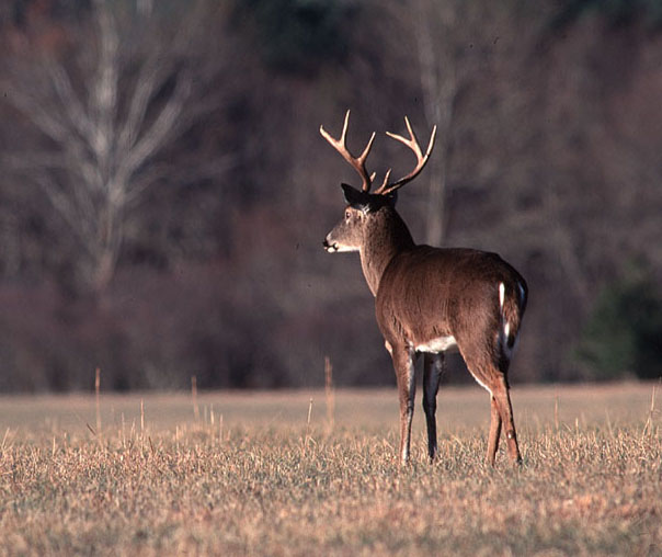Buck in Field