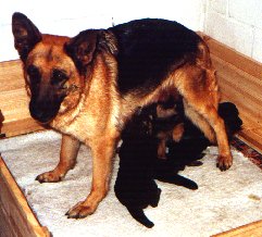 Bianca von der Berg Loisental