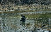 Rocky retrieving a duck in some deep mud