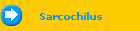 Sarcochilus