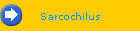 Sarcochilus