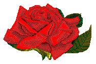 red rose