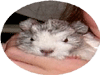 Heidi's 'Creme Puff' - POTM January 2006