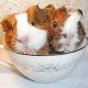 Rusty and Rosie