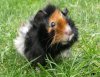 Alix's 'Yoshe' - passed on in September, 2005