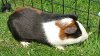 Izzy's 'Bandit'