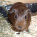 Izzy's 'Cinnamon'