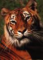 tiger008.jpg