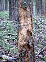 Claw Marks