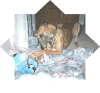 TootwBearStar.gif (49995 bytes)