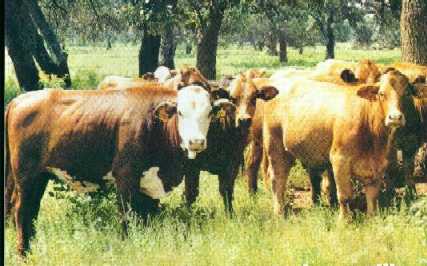 Ejemplares del Rancho Agua Escondida, Tepatitl&aacute;n, Jalisco