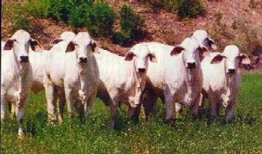 Ejemplares Brahman de la Ganader&iacute;a Anjor, S.A. de C.V.