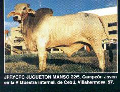 JPRYCPC JUGUETON MANSO 22/5