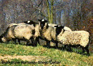 Blackstone Romanov Sheep Center