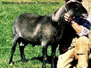 Blackstone Romanov Sheep Center