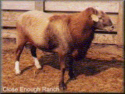 Close Enough Ranch
