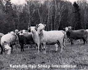 Katahdin