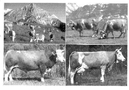 Ejemplares Simmental en Europa