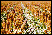 Sorgo