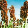 Sorgo