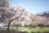 The Quad, UW, Spring