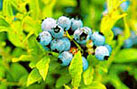Blueberies