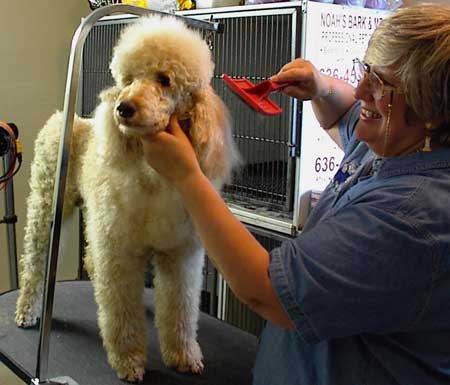 GROOMING2