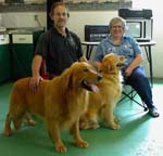 Dogs3