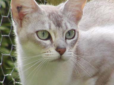 Bellabonny Enigma Variations