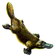 platypus