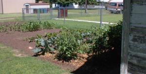 Matt's Garden