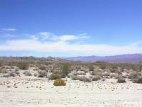 Desert Vegetation