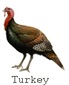 Turkey