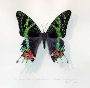 Butterfly