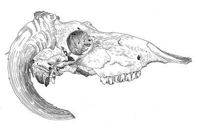Feral Sheep Skull