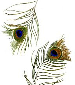 Peacock Feathers