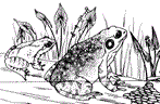 Frogs