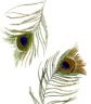 Peacock Feathers