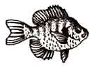 Bluegill