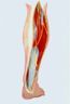 Leg Section