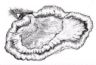 Jejunum
