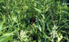 geocaching1 019.jpg (59244 bytes)